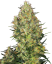 Sensi Seeds Kanepiseemned Shiva Skunk® Feminized, 3-25 tk