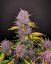 Semillas de Marihuana Fast Buds Purple Lemonade Auto