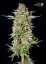 Cannapedia Kalender 2022 - Autoflowering cannabisstammer + 2x frø (Green House Seeds og Seedstockers)