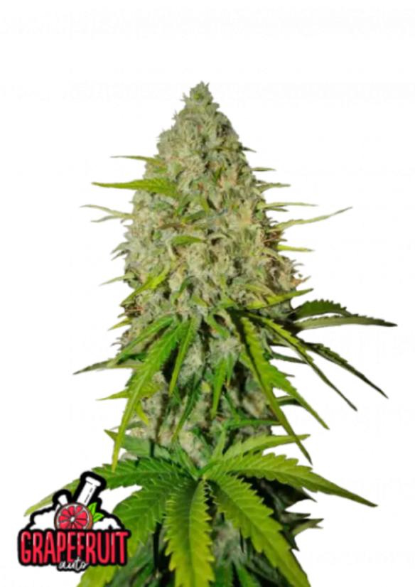 Fast Buds Żerriegħa tal-Kannabis Grejpfrut Auto