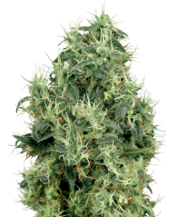 Sensi Seeds კანაფის თესლი თეთრი ოქრო ფემინიზებული თეთრი ეტიკეტით, 3-10 ც.