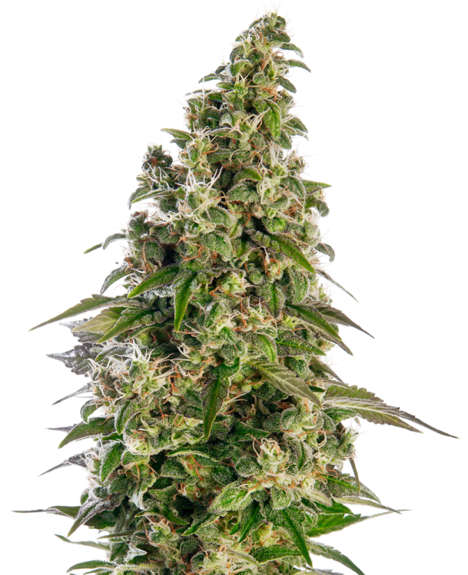 Sensi Seeds Cannabisfrön Afghani #1 Automatic® Feminized, 3-10 st