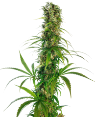 Sensi Seeds Cannabisfrön Michka® Feminized, 3-5 st