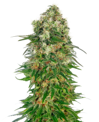 Sensi Seeds Semillas de cannabis Shiva Skunk Automatic® Feminizadas, 3-10 uds.