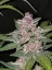 Fast Buds Cannabis Seeds Blackberry Auto