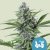 Royal Queen Seeds Cannabis Seeds Fast Eddy Auto (vysoké CBD)