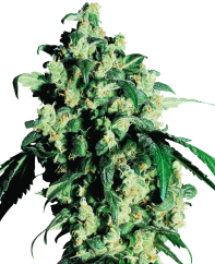 Sensi Seeds Nasiona konopi Super Skunk® Feminizowane, 3-25 szt.