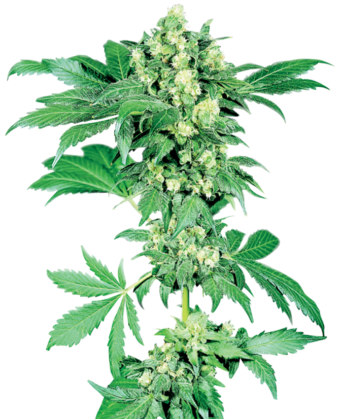 Sensi Seeds Semená kanabisu Maple Leaf Indica® Regular, 10 ks