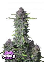 Fast Buds Żrieragħ tal-Kannabis Purple Punch Auto