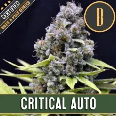 Blimburn Seeds Cannabiszaden Critical Auto