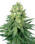 Sensi Seeds Semi di Cannabis White Widow Femminizzati di White Label, 3-10 pz