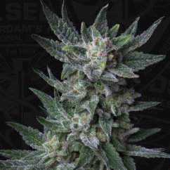 T.H.Seeds™ Cannabis Seeds Auto Bubblegum, razno pakiranje, feminizirano