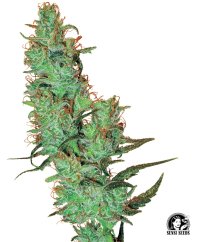 Sensi Seeds Żerriegħa tal-Kannabis Jack Herer® Regolari b'Tikketta bajda, 10 pcs