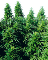 Sensi Seeds Cannabis Ruderalis Skunk® Regular, 10 ks