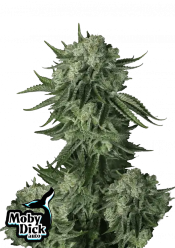 Fast Buds Żerriegħa tal-Kannabis Moby Dick Auto