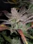 Fast Buds Cannabis Seeds Cream Cookies Auto
