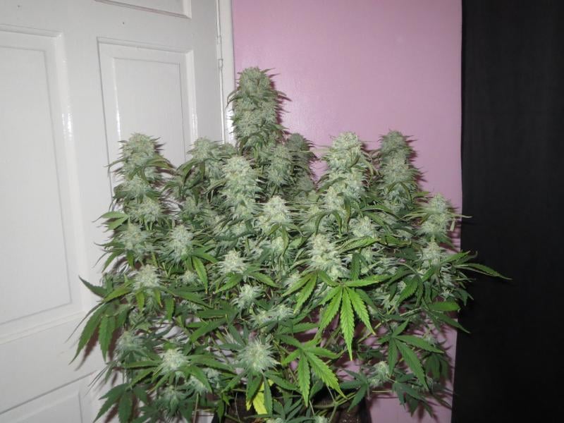 Fast Buds Cannabis Seeds West Coast O.G. Auto