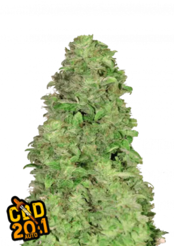 Fast Buds Sementes de Cannabis CBD 20:1 Auto