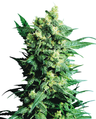 Sensi Seeds Cannabis Shiva Shanti II® Regular, 10 st