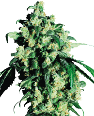 Sensi Seeds Hạt giống cần sa Super Skunk® Feminized, 3-25 hạt