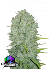 Semi di cannabis Fast Buds Northern Lights Auto