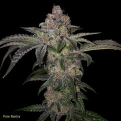 T.H.Seeds™ Cannabis Seeds Pure Runtzy, ποικίλη συσκευασία, θηλυκοποιημένη