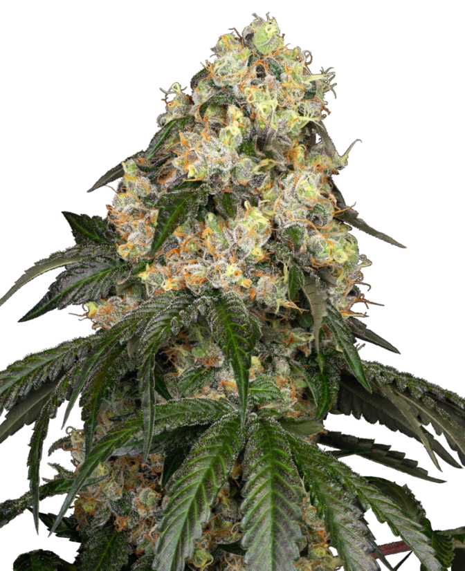 Sensi Seeds Cannabis Seeds White Biscotti OG XXL Feminized by White Label, 3-10 pcs