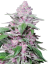 Sensi Seeds Cannabis Seeds Purple Cookie Kush Feminized, 3-10 kom