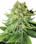 Sensi Seeds Sjemenke konoplje Northern Lights Automatic Feminized by White Label, 3-10 kom