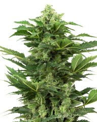 Sensi Seeds Cannabis Seeds Afghan Pearl CBD Automatic Feminized, 3-10 db