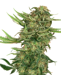 Sensi Seeds Cannabisfrön N13 Kush Feminized, 3-10 st