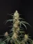 Fast Buds Cannabis Seeds Chemdawg Auto