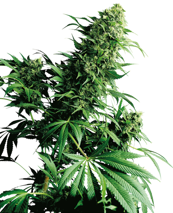 Sensi Seeds Cannabis Shiva Shanti® Regular, 10 buc