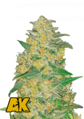 Graines de cannabis Fast Buds AK Auto