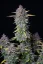 Fast Buds Cannabis Seeds Purple Punch Auto