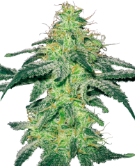 Sensi Seeds Semena konoplje White Skunk Feminized by White Label, 3-10 kom