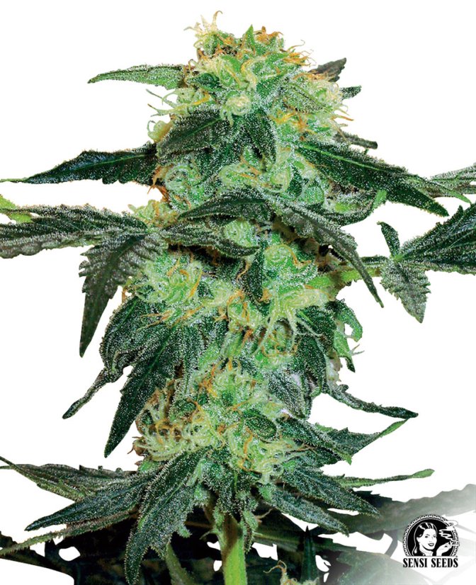 Sensi Seeds კანაფის თესლი White Ice Regular by White Label, 10 ც.