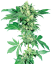 Sensi Seeds Żerriegħa tal-Kannabis Maple Leaf Indica® Regular, 10 pcs