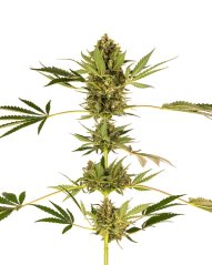 Sensi Seeds Cannabisfrön Himalayan CBD® Feminized, 3-10 st