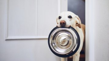 CBD to stimulate dog appetite