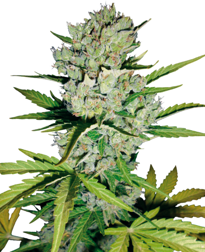 Sensi Seeds Cannabis Seeds Skunk #1 Automatic Feminized by White Label, 3-10 ც.