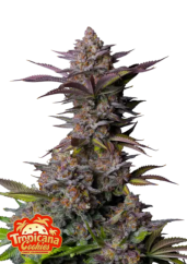 Fast Buds Żerriegħa tal-Kannabis Tropicana Cookies FF