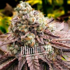 Blimburn Seeds Cannabis Seeds Motor Breath Feminized