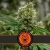 Blimburn Seeds Sementes de Cannabis Mamba Negra CBD Feminizada