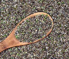 Hemp Production Neolupljeno konopljino seme je tehtalo 10 kg