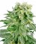 Sensi Seeds Konopljina semena Double Gum Regular by White Label, 10 kos