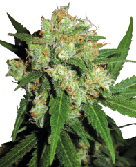 Sensi Seeds Cannabis Sensi Skunk® Regular, 10 stk