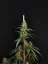 Fast Buds 420 Cannabis Seeds Cheese Auto