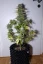 Fast Buds Cannabis Seeds G14 Auto
