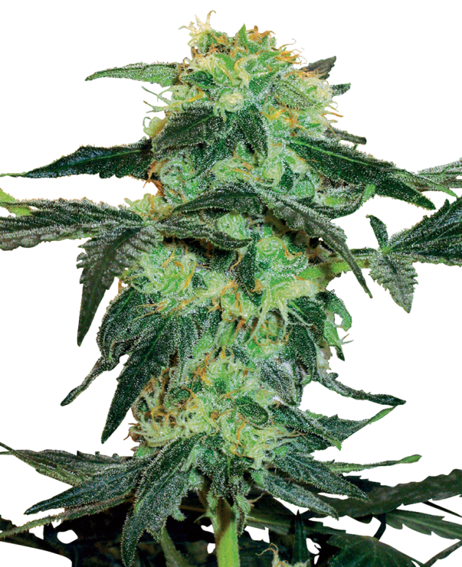 Sensi Seeds Cannabis Seeds White Ice Feminized by White Label, 3-10 ks